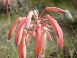 Aloe humilis rounded bunch of perianths